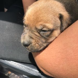 Meet your Posher, Torina